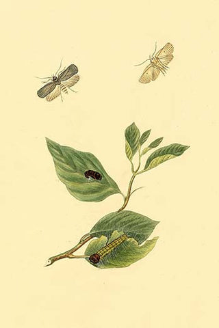 Whisper please, Image is sleeping.