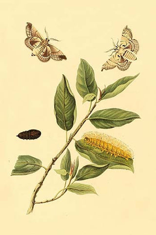 Whisper please, Image is sleeping.