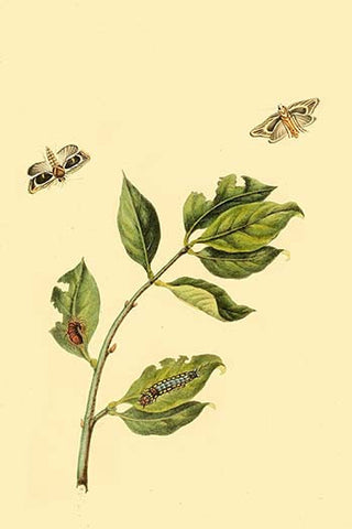 Whisper please, Image is sleeping.