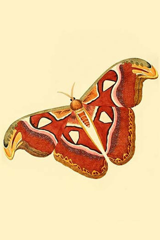 Whisper please, Image is sleeping.