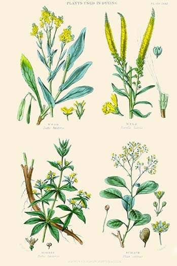 Plants used in dyeing. Woad, Weld, Madder, Sumach – The Pierce Archive