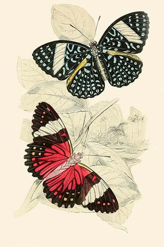 European Butterflies & Moths – The Pierce Archive