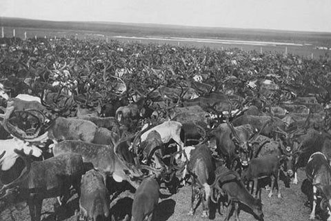 Whisper please, Image is sleeping.